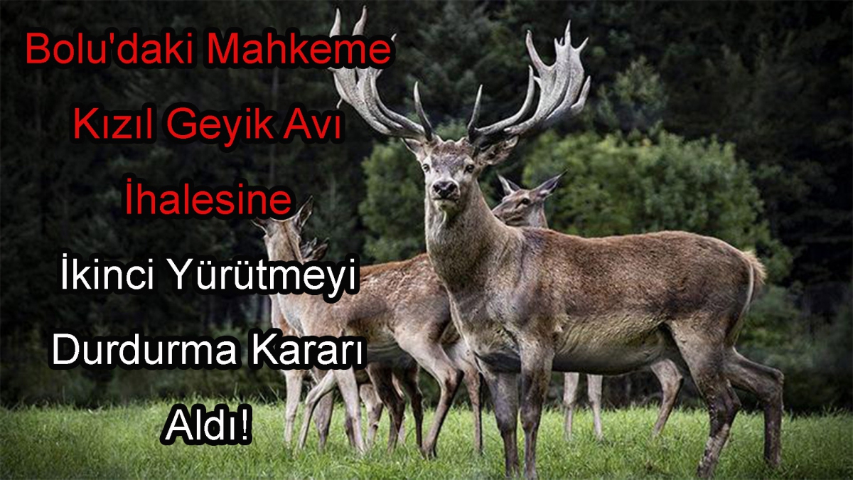 Bolu'daki mahkeme kızıl geyik avı ihalesine ikinci yürütmeyi durdurma kararı aldı!