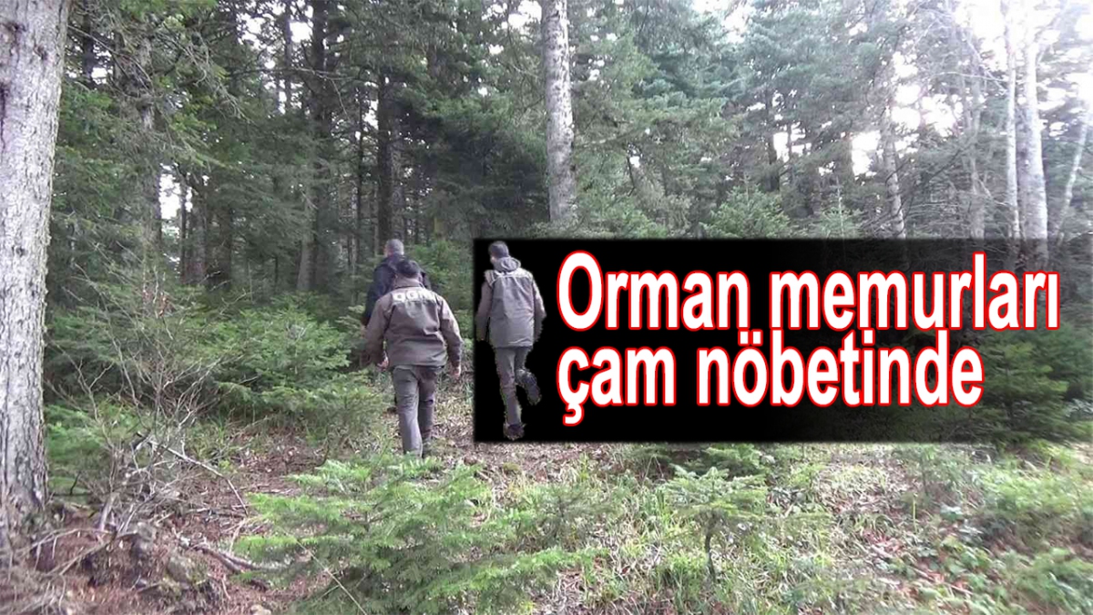 Ormancılar çam nöbetinde