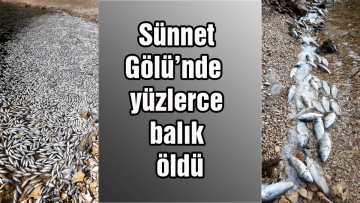 Sünnet Gölü'nde  yüzlerce balık öldü