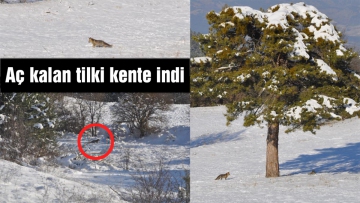 Aç kalan tilki kente indi