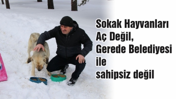 Sokak Hayvanları Aç Değil, Gerede Belediyesi ile sahipsiz değil