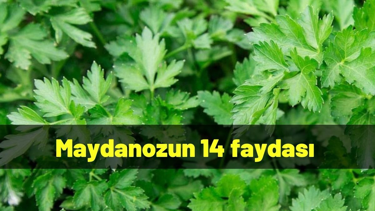 Maydanozun 14 faydası