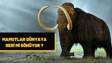 Mamutlar dünyaya geri mi dönüyor ?