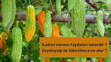 Kudret narının faydaları nelerdir ? Zeytinyağı ile tüketilince ne olur ?
