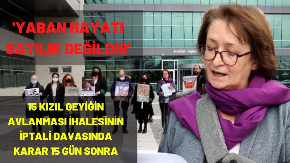 15 kızıl geyiğin avlanması ihalesinin iptali davasında karar 15 gün sonra