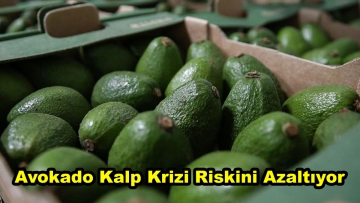 Avokado Kalp Krizi Riskini Azaltıyor
