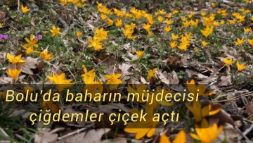 Bolu'da baharın müjdecisi çiğdemler çiçek açtı