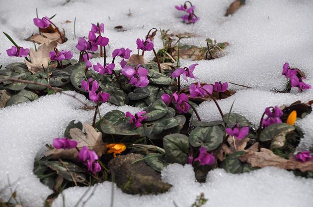 Bolu'da baharın müjdecisi çiğdemler çiçek açtı