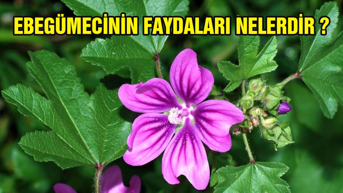 EBEGÜMECİNİN FAYDALARI NELERDİR ?