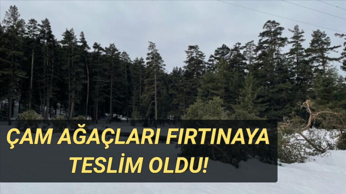 Çam Ağaçları Fırtınaya Teslim Oldu!