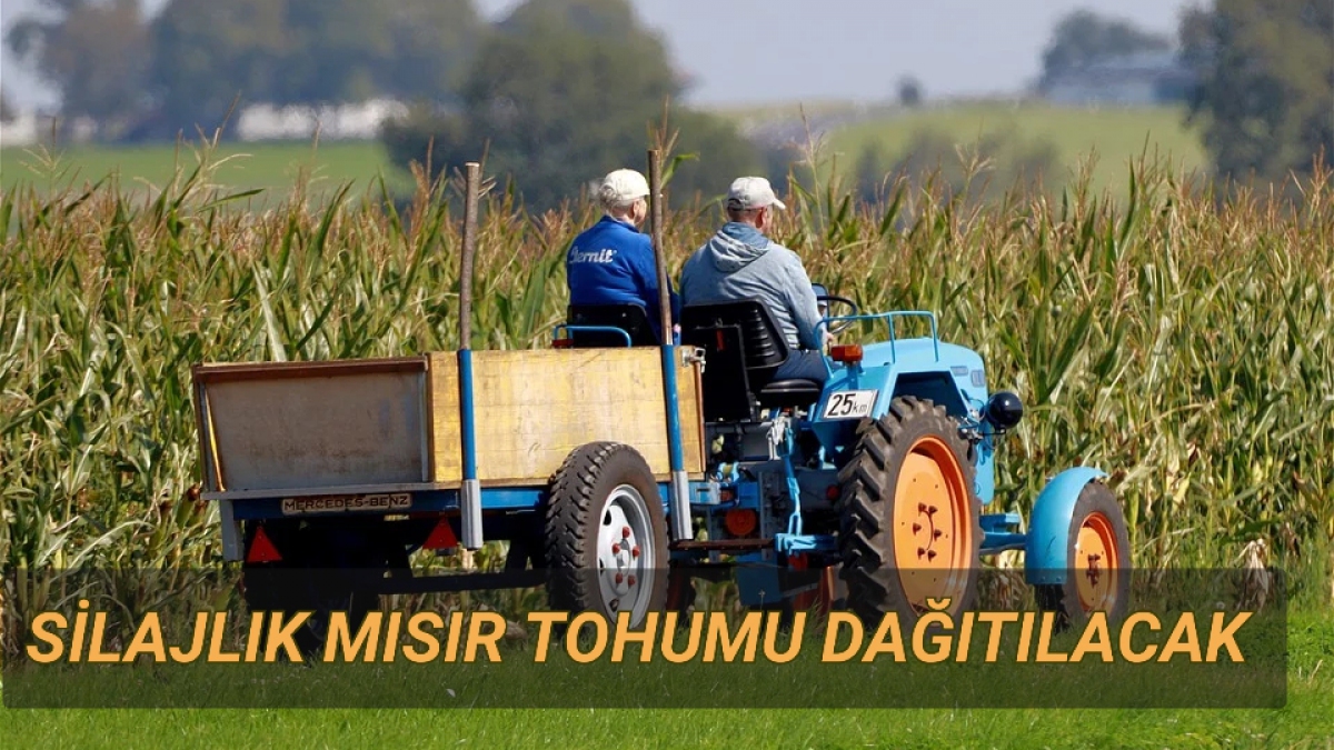 SİLAJLIK MISIR TOHUMU DAĞITILACAK