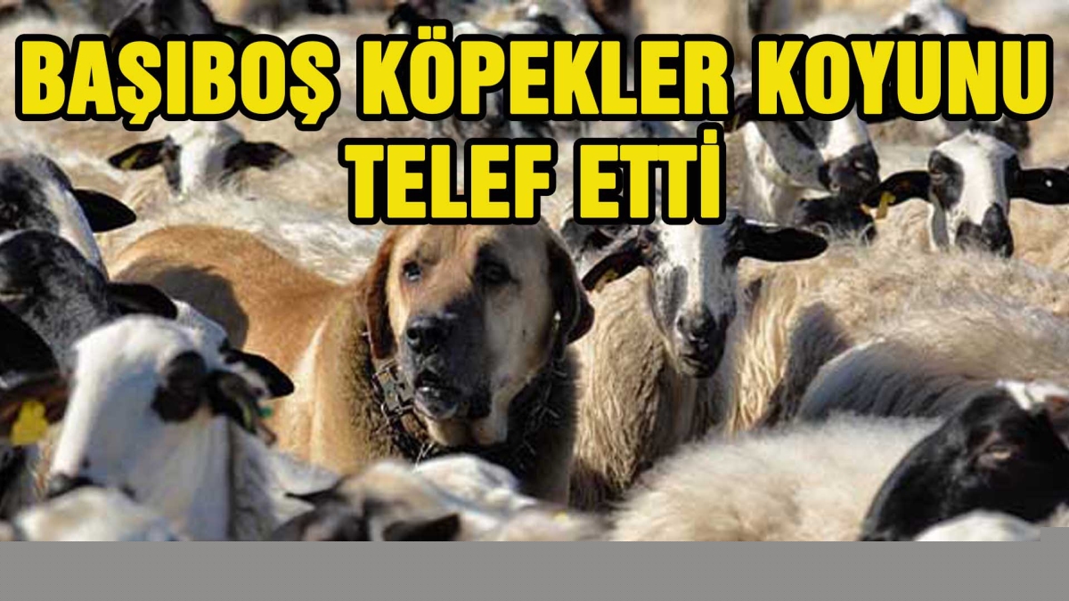 BAŞIBOŞ KÖPEKLER KOYUNU TELEF ETTİ