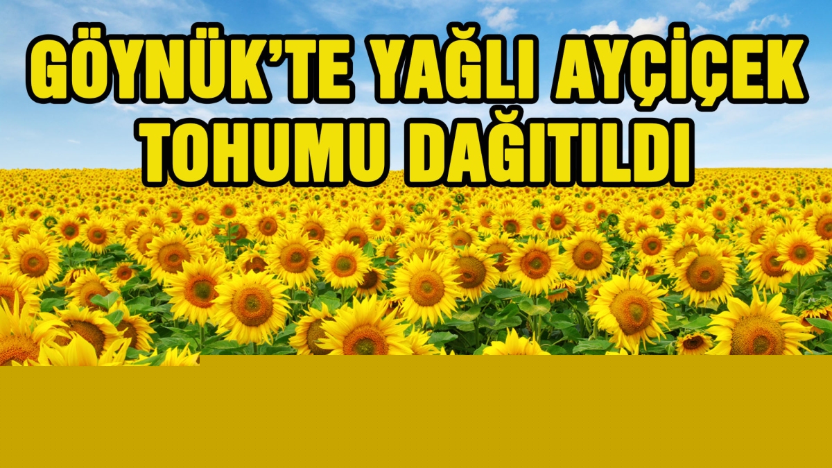 GÖYNÜK'TE YAĞLI AYÇİÇEK TOHUMU DAĞITILDI