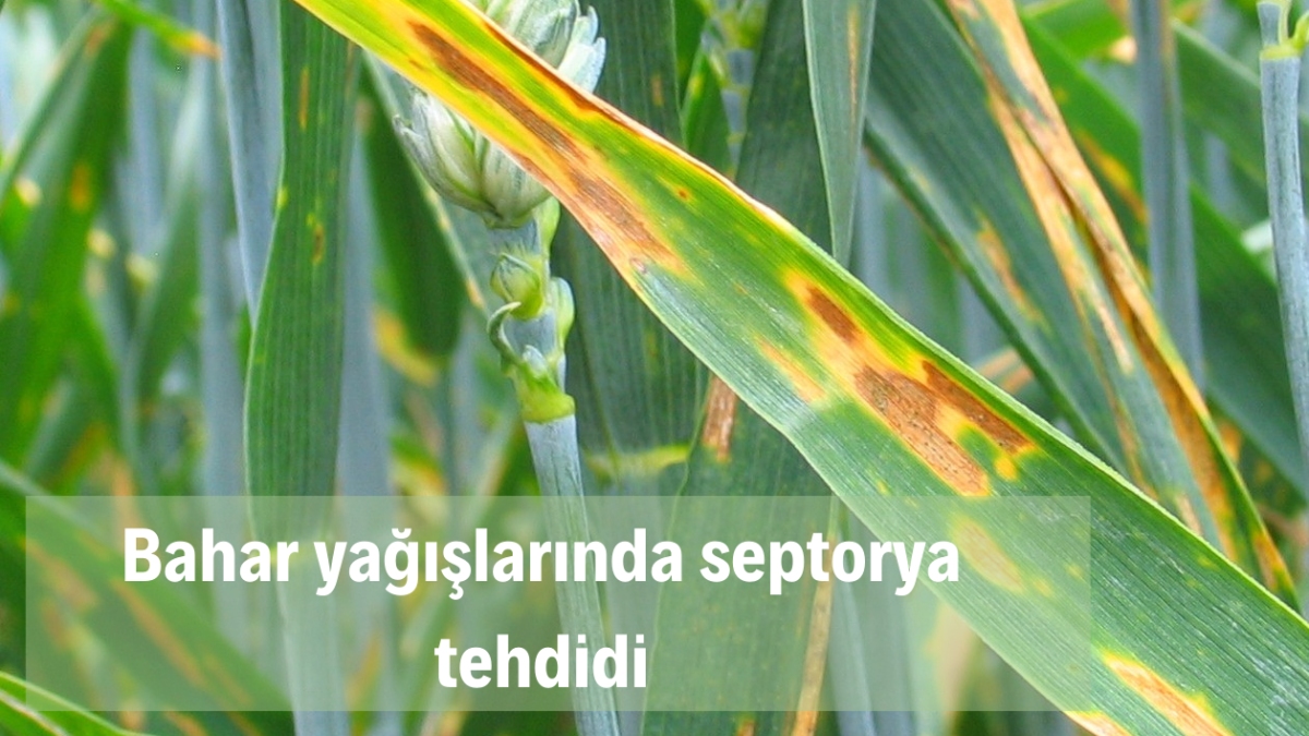 BAHAR YAĞIŞLARINDA SEPTORYA TEHDİDİ