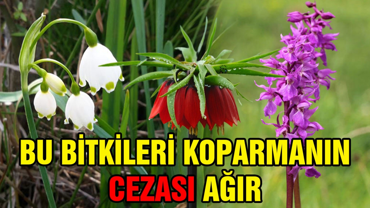 BU BİTKİLERİ KOPARMANIN CEZASI AĞIR