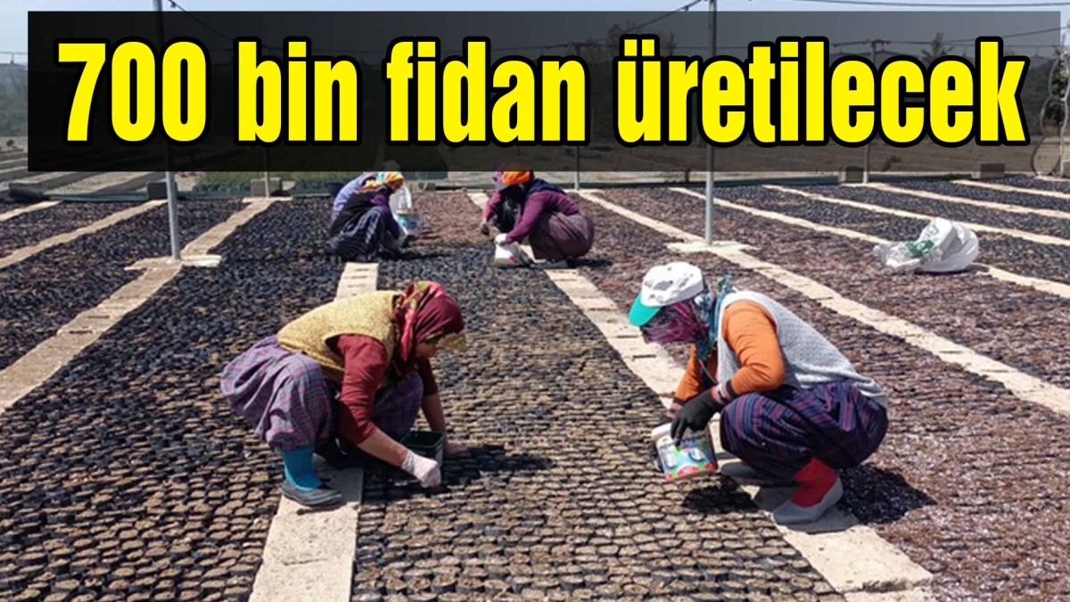 700 bin fidan üretilecek