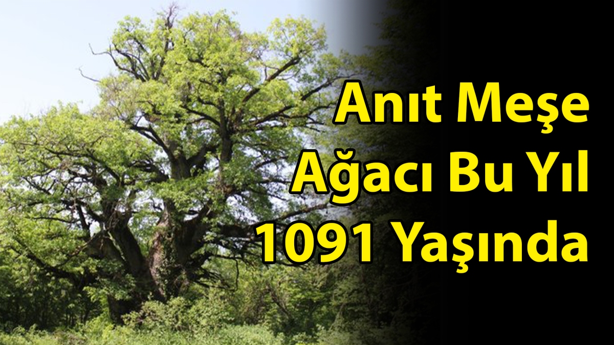 Anıt Meşe Ağacı Bu Yıl 1091 Yaşında 