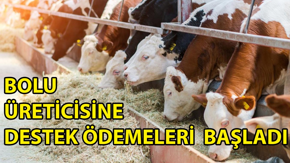 BOLU ÜRETİCİSİNE DESTEK ÖDEMELERİ  BAŞLADI