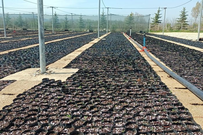 700 bin fidan üretilecek