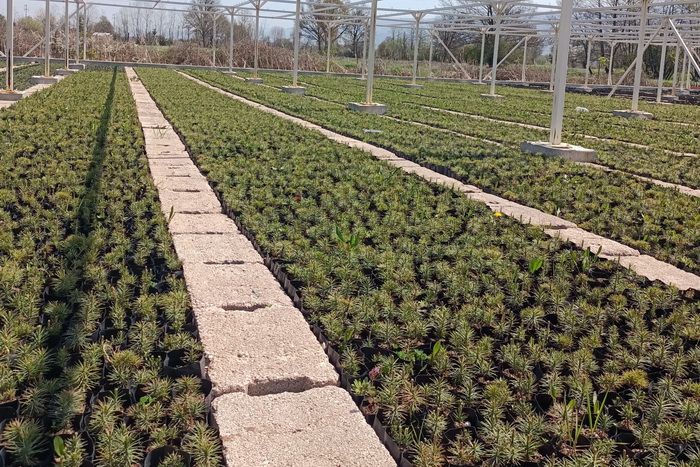 700 bin fidan üretilecek