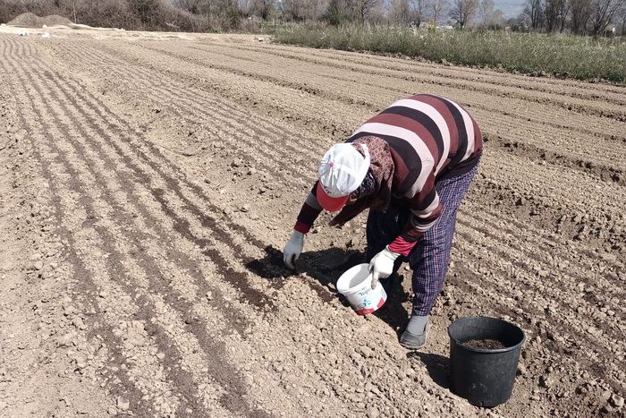 700 bin fidan üretilecek