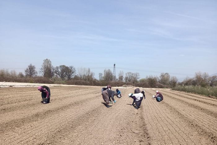 700 bin fidan üretilecek