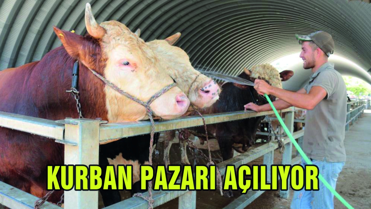 KURBAN PAZARI AÇILIYOR