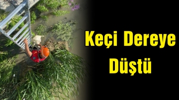 Keçi Dereye Düştü