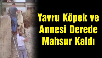 Yavru Köpek ve Annesi Derede Mahsur Kaldı