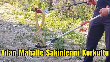 Yılan Mahalle Sakinlerini Korkuttu