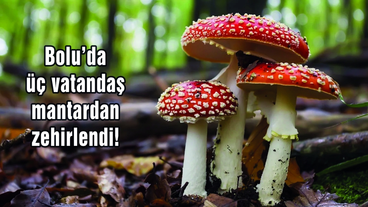 Bolu'da üç vatandaş mantardan zehirlendi!