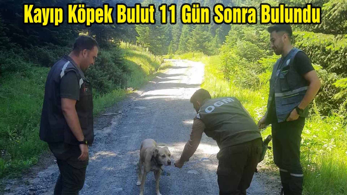 Kayıp Köpek Bulut 11 Gün Sonra Bulundu