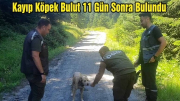 Kayıp Köpek Bulut 11 Gün Sonra Bulundu