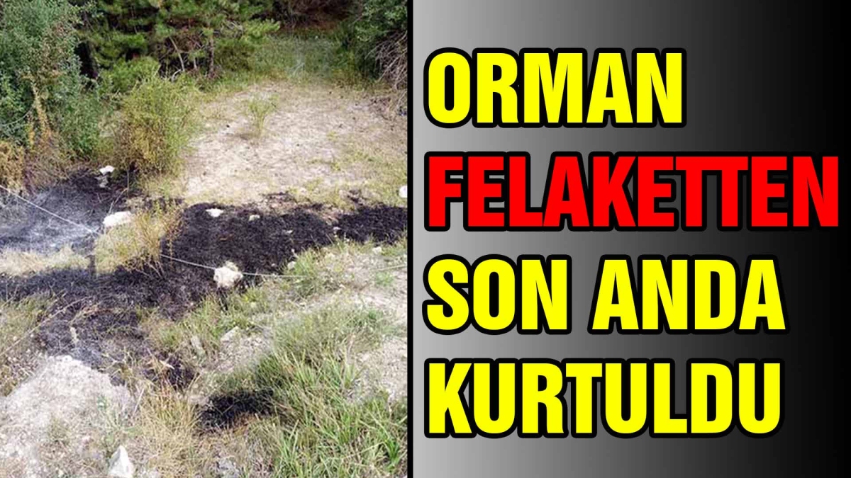 ORMAN FELAKETTEN SON ANDA KURTULDU