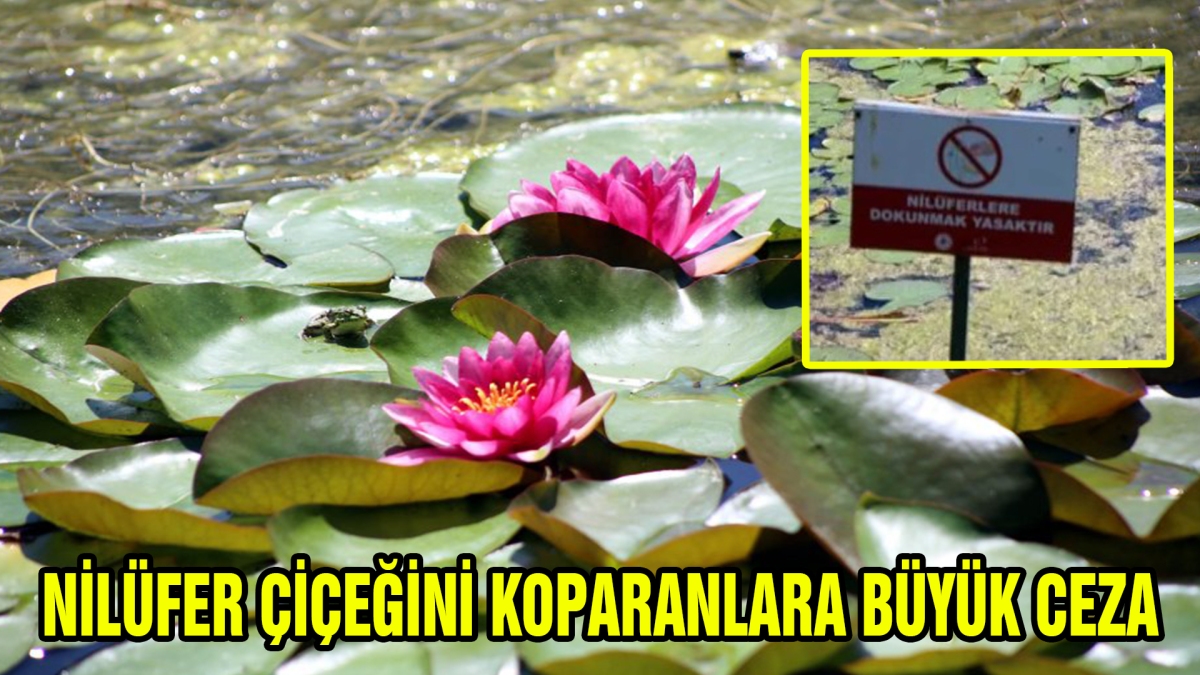 NİLÜFER ÇİÇEĞİNİ KOPARANLARA BÜYÜK CEZA