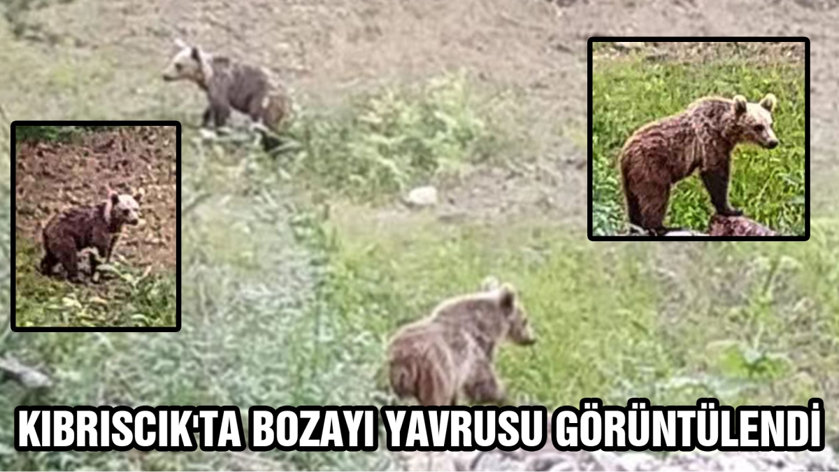 KIBRISCIK'TA BOZAYI YAVRUSU GÖRÜNTÜLENDİ