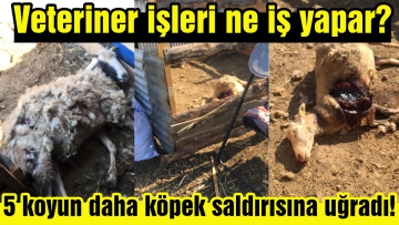 5 koyun daha köpek saldırısına uğradı