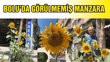 BOLU'DA GÖRÜLMEMİŞ MANZARA