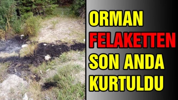 ORMAN FELAKETTEN SON ANDA KURTULDU