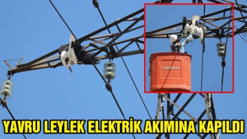 YAVRU LEYLEK ELEKTRİK AKIMINA KAPILDI