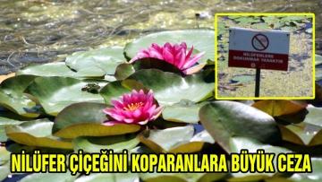 NİLÜFER ÇİÇEĞİNİ KOPARANLARA BÜYÜK CEZA