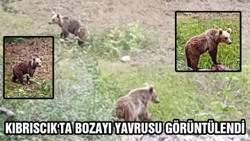 KIBRISCIK'TA BOZAYI YAVRUSU GÖRÜNTÜLENDİ