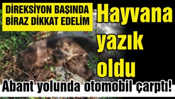 Ayı yavrusu telef oldu