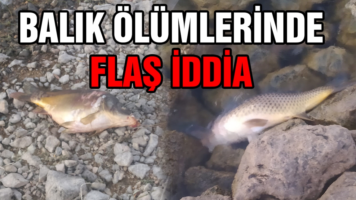 Balık ölümlerinde flaş iddia