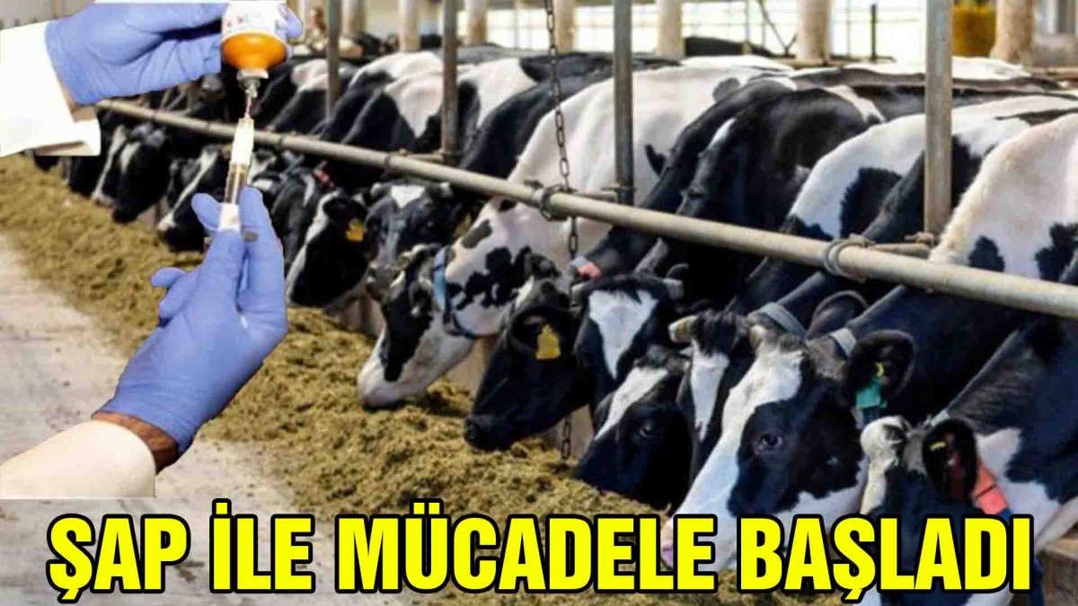 Şap ile mücadele başladı