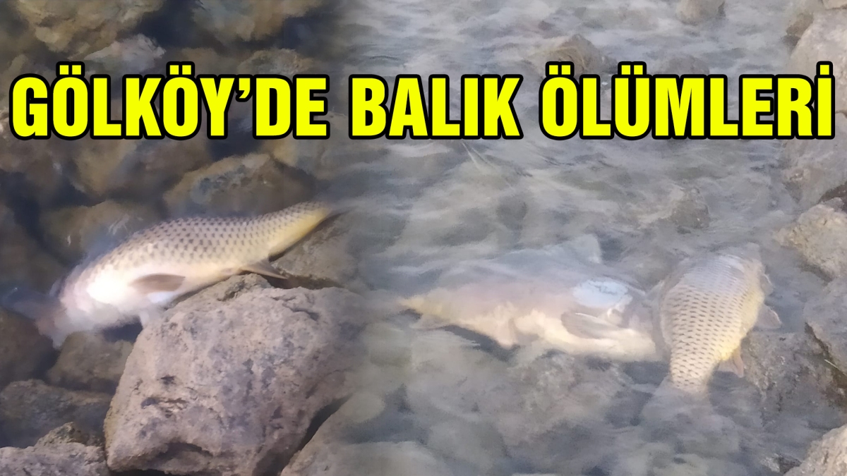 GÖLKÖY'DE BALIK ÖLÜMLERİ
