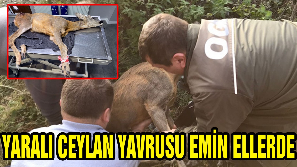 YARALI CEYLAN YAVRUSU EMİN ELLERDE