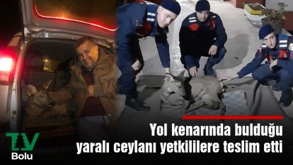 Yol kenarında bulduğu yaralı ceylanı yetkililere teslim etti