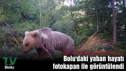 Bolu'daki yaban hayatı fotokapan ile görüntülendi