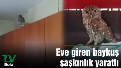 Eve giren baykuş şaşkınlık yarattı